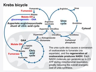 gluconeogenesis ←OAA
Fumarase
Fumarase
Malate DH
Malate DH
OAA
Krebs bicycle
The urea cycle also causes a conversion
of oxaloacetate to fumarate (via
aspartate), and the regeneration of
oxaloacetate produces NADH. Each
NADH molecule can generate up to 2.5
ATP during mitochondrial respiration,
greatly reducing the overall energetic
cost of urea synthesis.
 