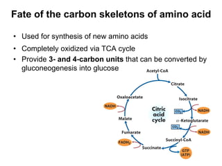 Fate of the carbon skeletons of amino acid
• Used for synthesis of new amino acids
• Completely oxidized via TCA cycle
• Provide 3- and 4-carbon units that can be converted by
gluconeogenesis into glucose
 