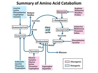 Summary of Amino Acid Catabolism
 