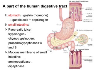 A part of the human digestive tract
In stomach：gastrin (hormone)
→ gastric acid + pepsinogen
In small intestine:
 Pancreatic juice:
trypsinogen，
chymotrypsinogen，
procarboxypeptidases A
and B
 Mucous membrane of small
intestine:
aminopeptidase，
dipeptidase
 