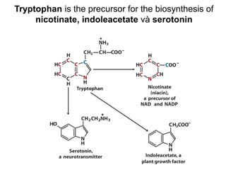 Tryptophan is the precursor for the biosynthesis of
nicotinate, indoleacetate và serotonin
 