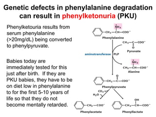 Genetic defects in phenylalanine degradation
can result in phenylketonuria (PKU)
Phenylketouria results from
serum phenylalanine
(>20mg/dL) being converted
to phenylpyruvate.
Babies today are
immediately tested for this
just after birth. If they are
PKU babies, they have to be
on diet low in phenylalanine
to for the first 5-10 years of
life so that they do not
become mentally retarded.
 
