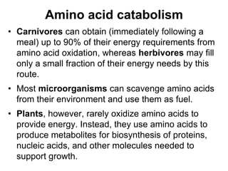 Amino acid catabolism
• Carnivores can obtain (immediately following a
meal) up to 90% of their energy requirements from
amino acid oxidation, whereas herbivores may fill
only a small fraction of their energy needs by this
route.
• Most microorganisms can scavenge amino acids
from their environment and use them as fuel.
• Plants, however, rarely oxidize amino acids to
provide energy. Instead, they use amino acids to
produce metabolites for biosynthesis of proteins,
nucleic acids, and other molecules needed to
support growth.
 