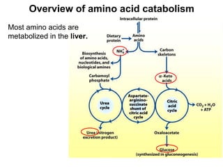 Overview of amino acid catabolism
Most amino acids are
metabolized in the liver.
 