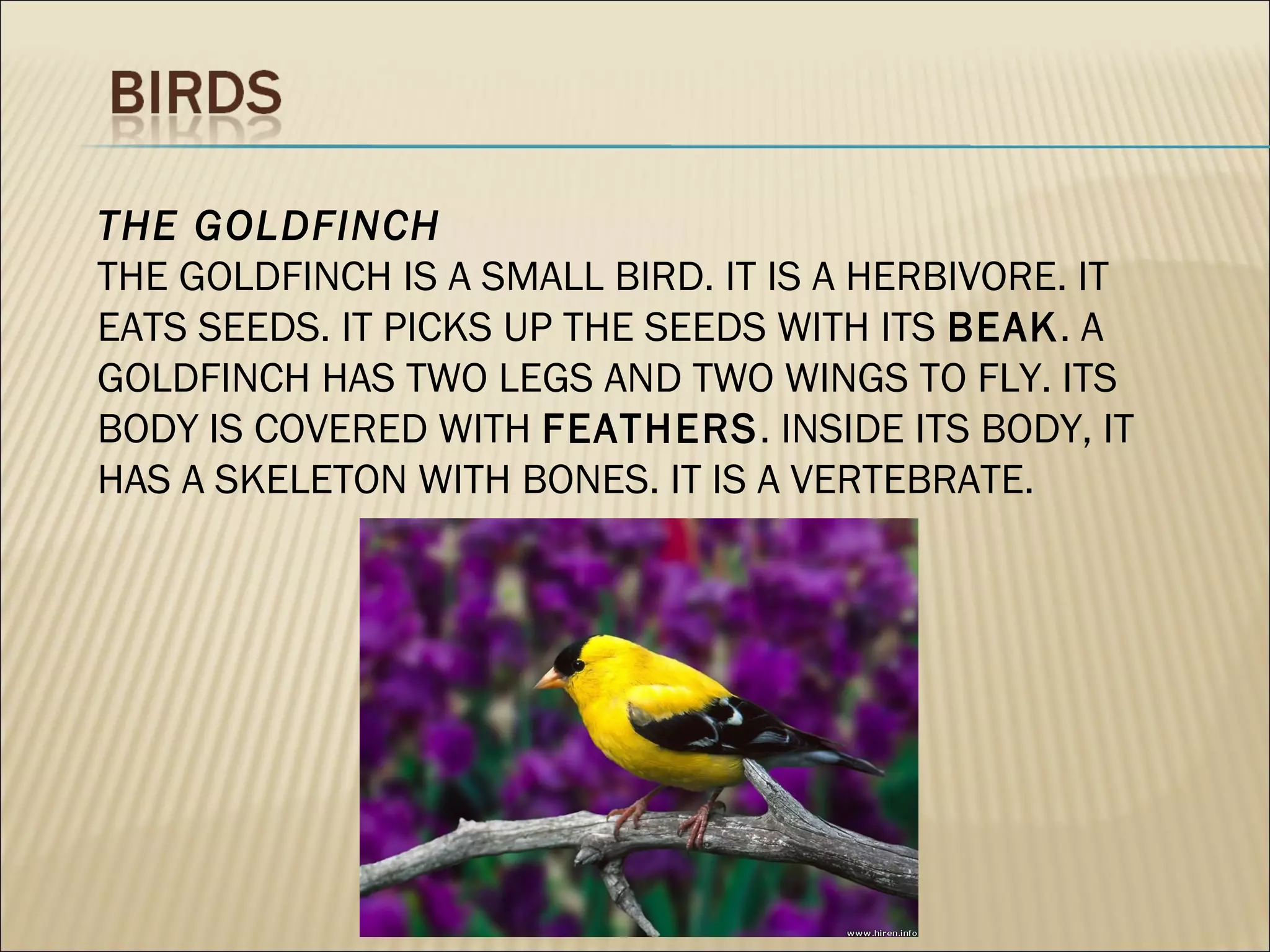 THE GOLDFINCH
THE GOLDFINCH IS A SMALL BIRD. IT IS A HERBIVORE. IT
EATS SEEDS. IT PICKS UP THE SEEDS WITH ITS BEAK. A
GOLDFINCH HAS TWO LEGS AND TWO WINGS TO FLY. ITS
BODY IS COVERED WITH FEATHERS. INSIDE ITS BODY, IT
HAS A SKELETON WITH BONES. IT IS A VERTEBRATE.
 