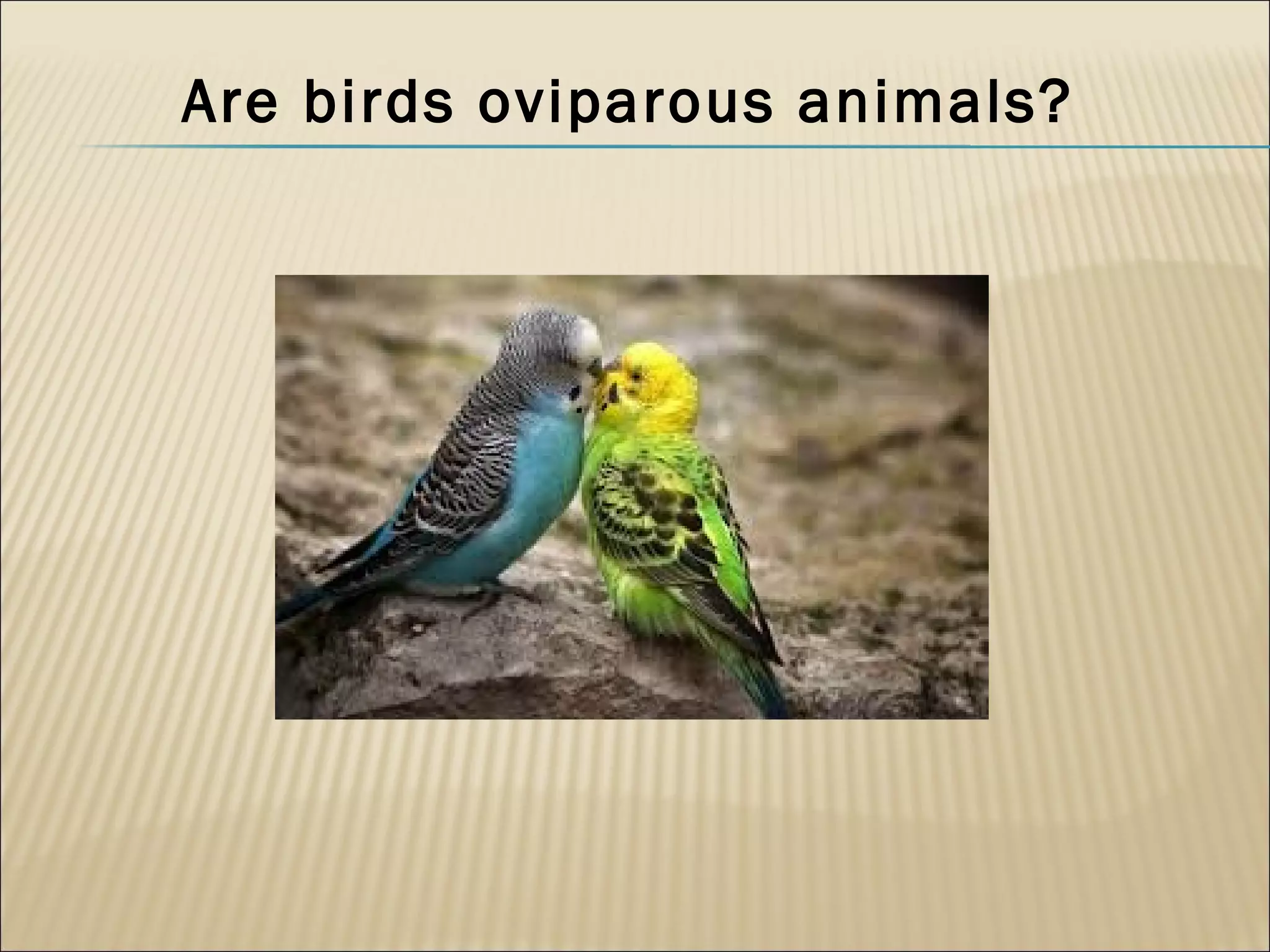 Are birds oviparous animals?
 