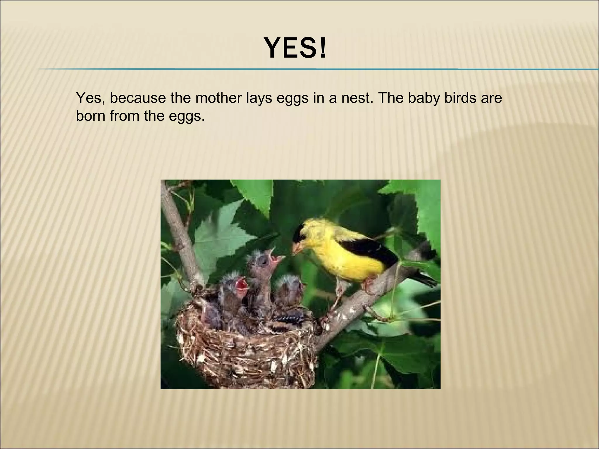 YES!
Yes, because the mother lays eggs in a nest. The baby birds are
born from the eggs.
 