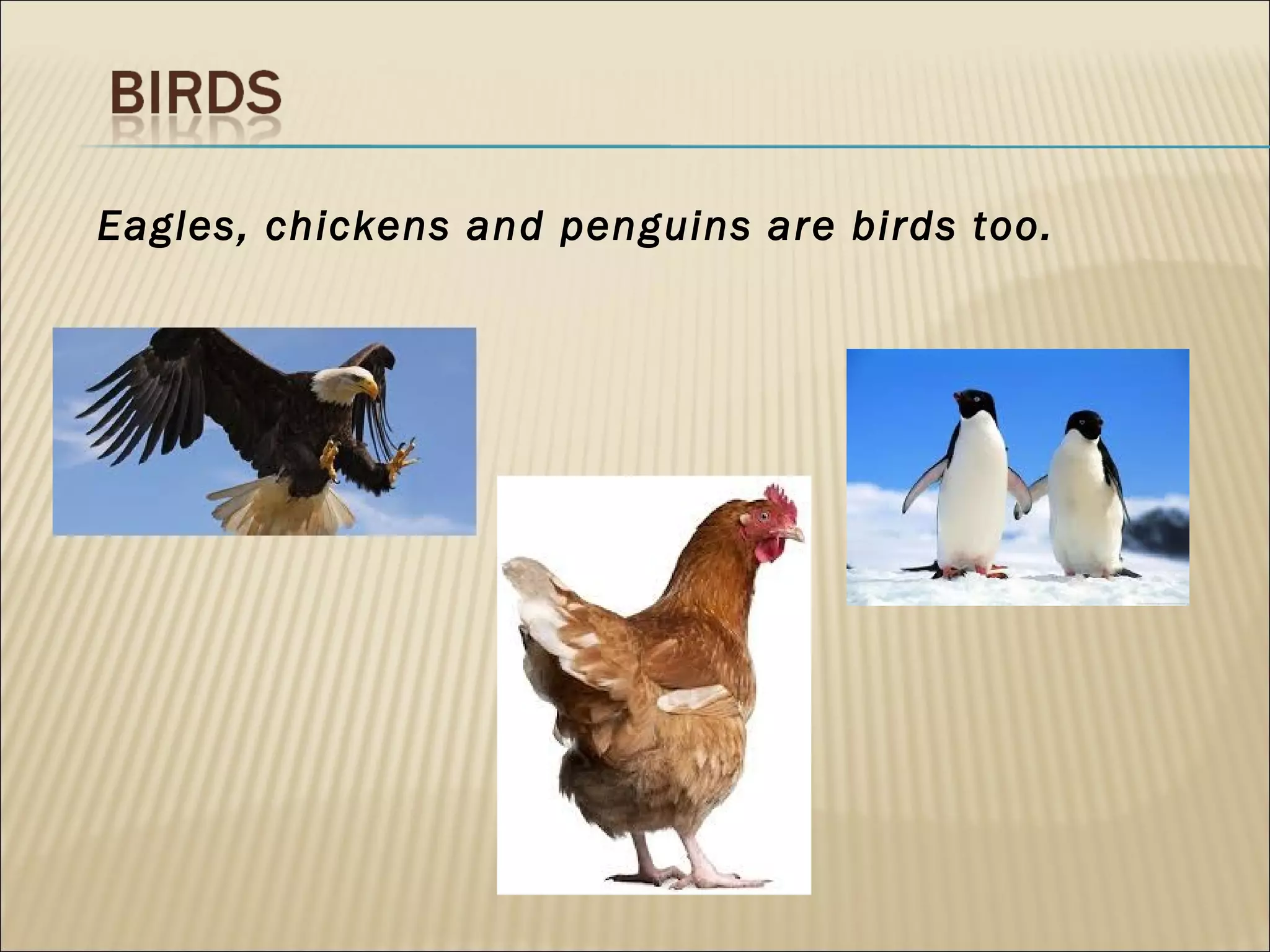 Eagles, chickens and penguins are birds too.
 