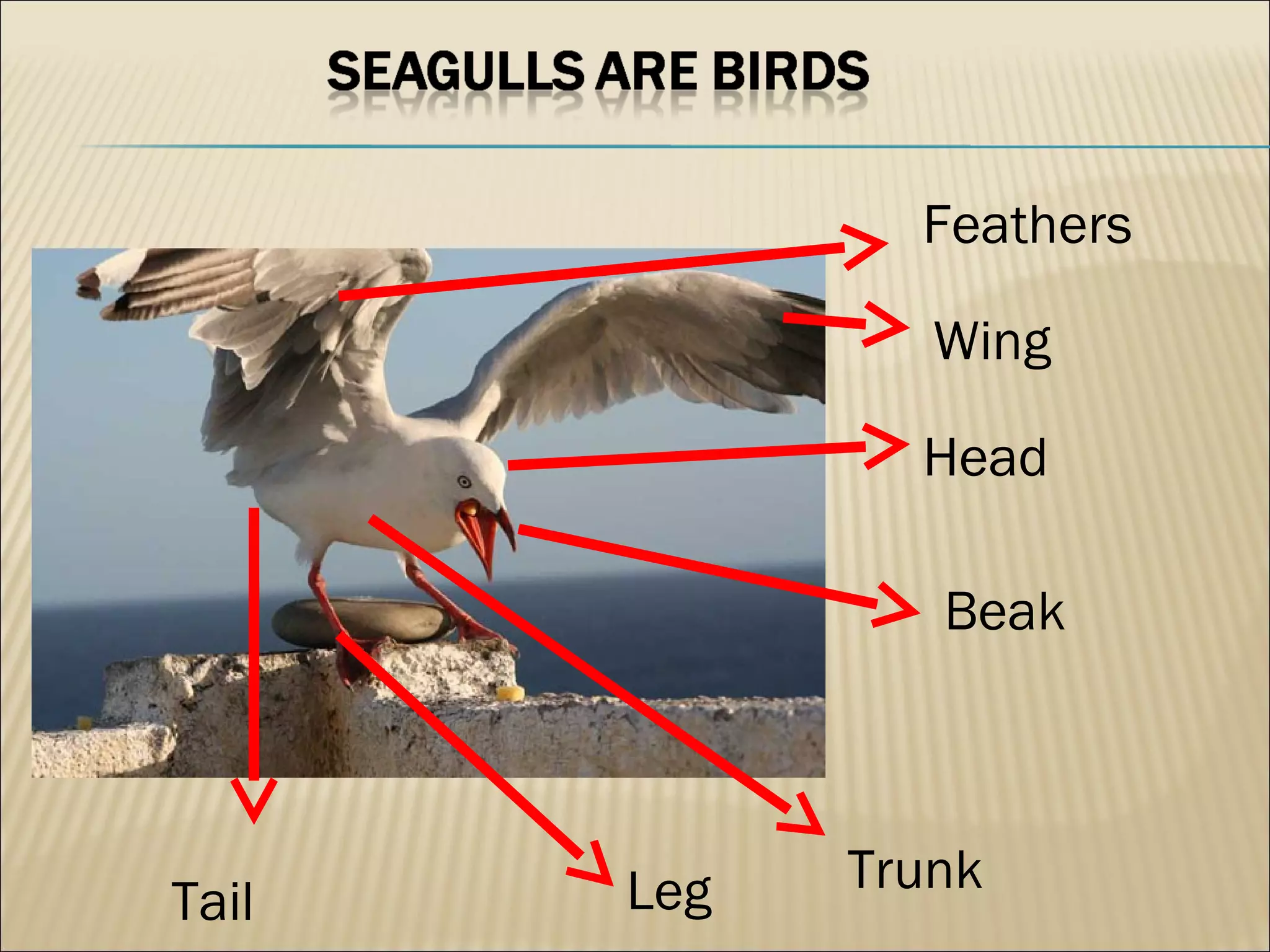 Feathers

                Wing

               Head

                Beak



       Leg   Trunk
Tail
 