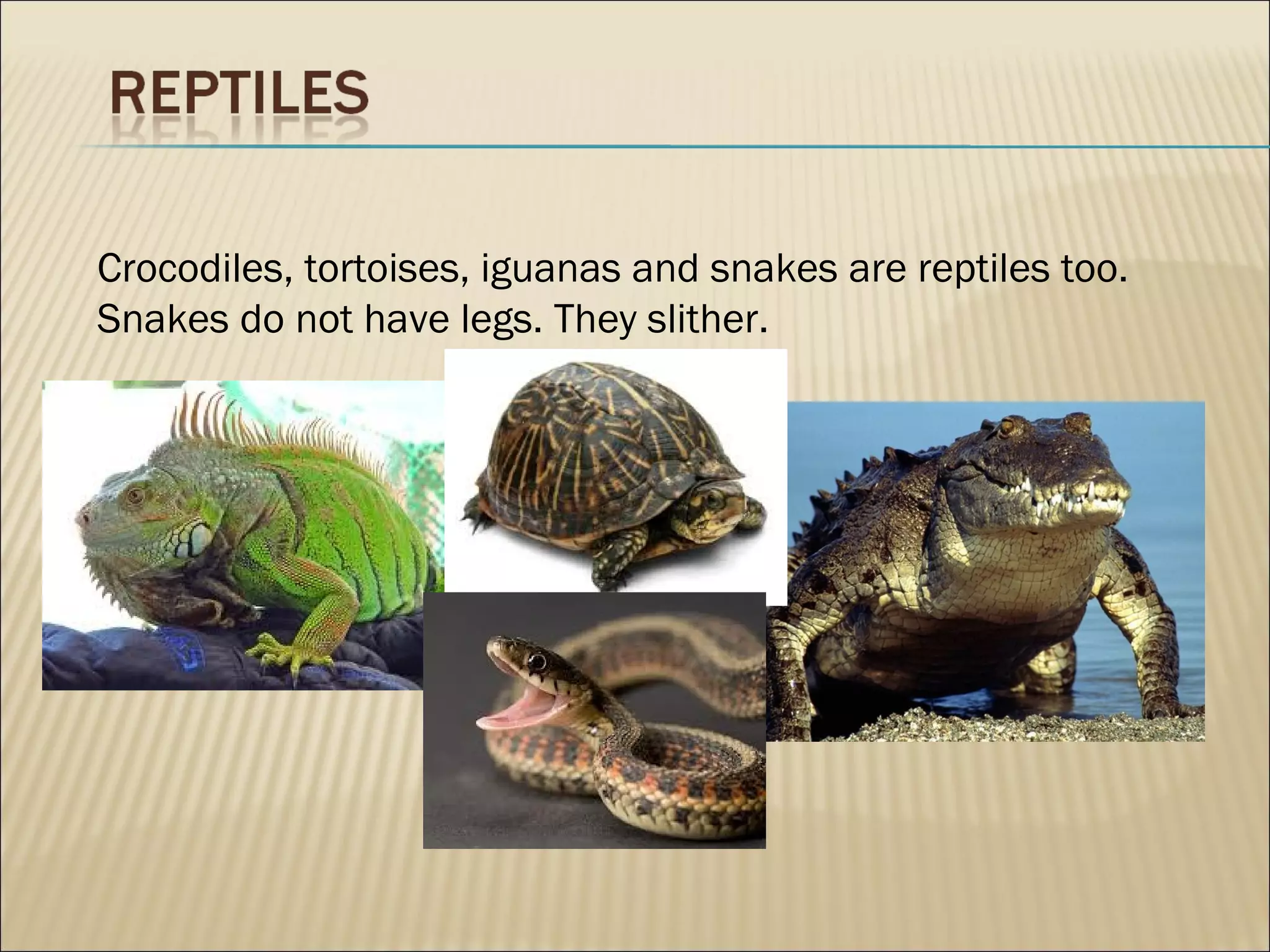 Crocodiles, tortoises, iguanas and snakes are reptiles too.
Snakes do not have legs. They slither.
 