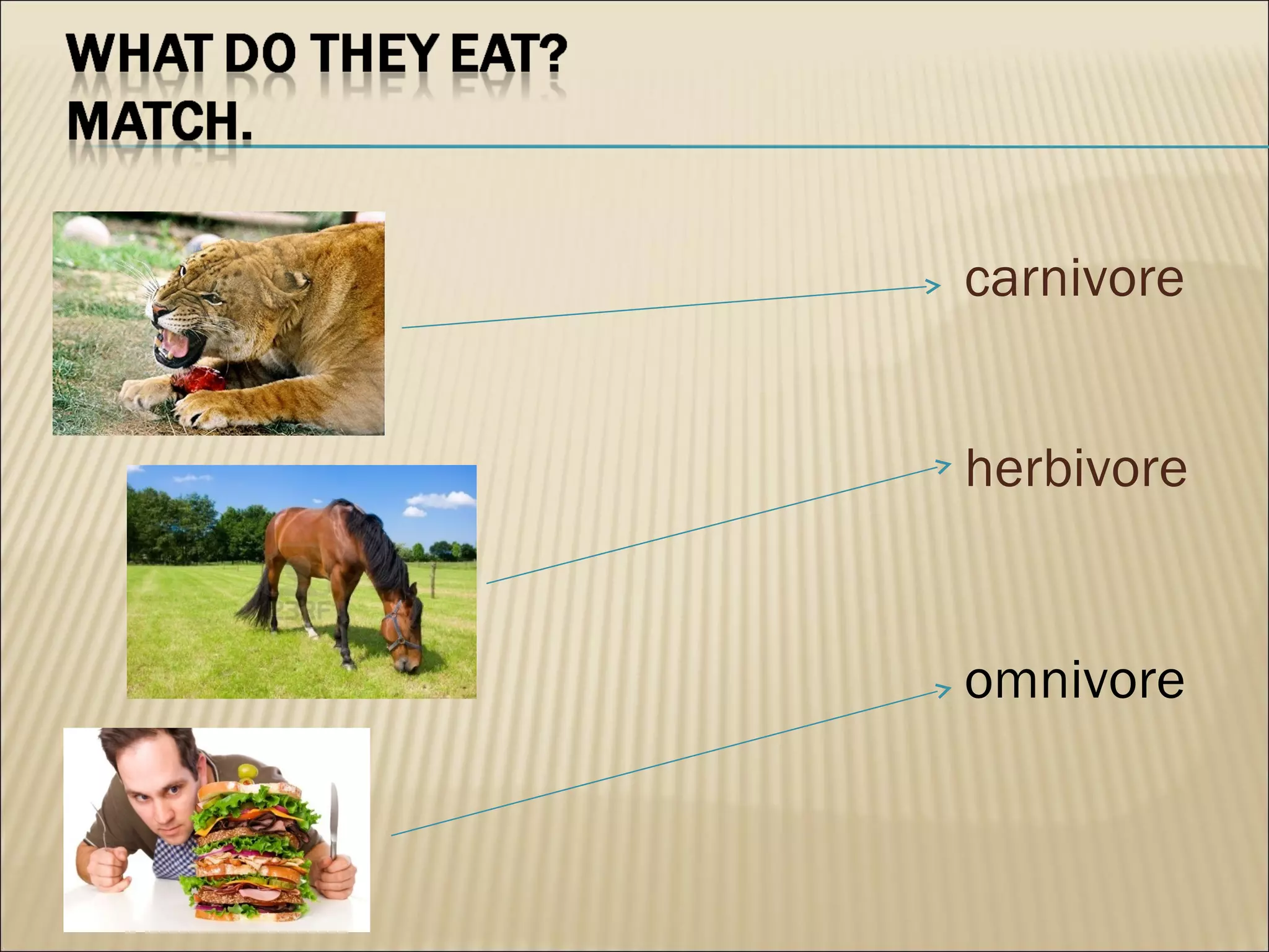 carnivore


herbivore


omnivore
 