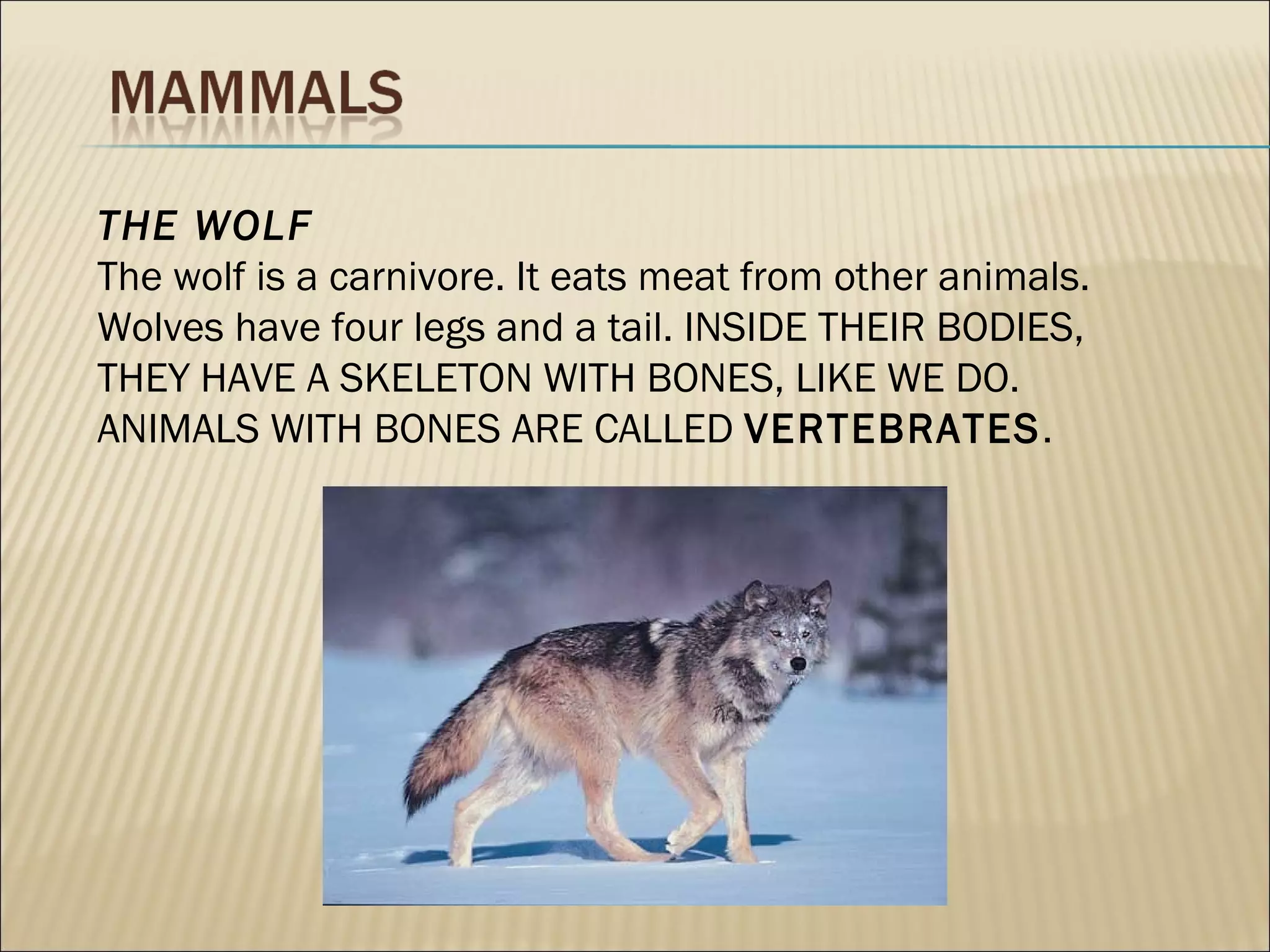 THE WOLF
The wolf is a carnivore. It eats meat from other animals.
Wolves have four legs and a tail. INSIDE THEIR BODIES,
THEY HAVE A SKELETON WITH BONES, LIKE WE DO.
ANIMALS WITH BONES ARE CALLED VERTEBRATES.
 
