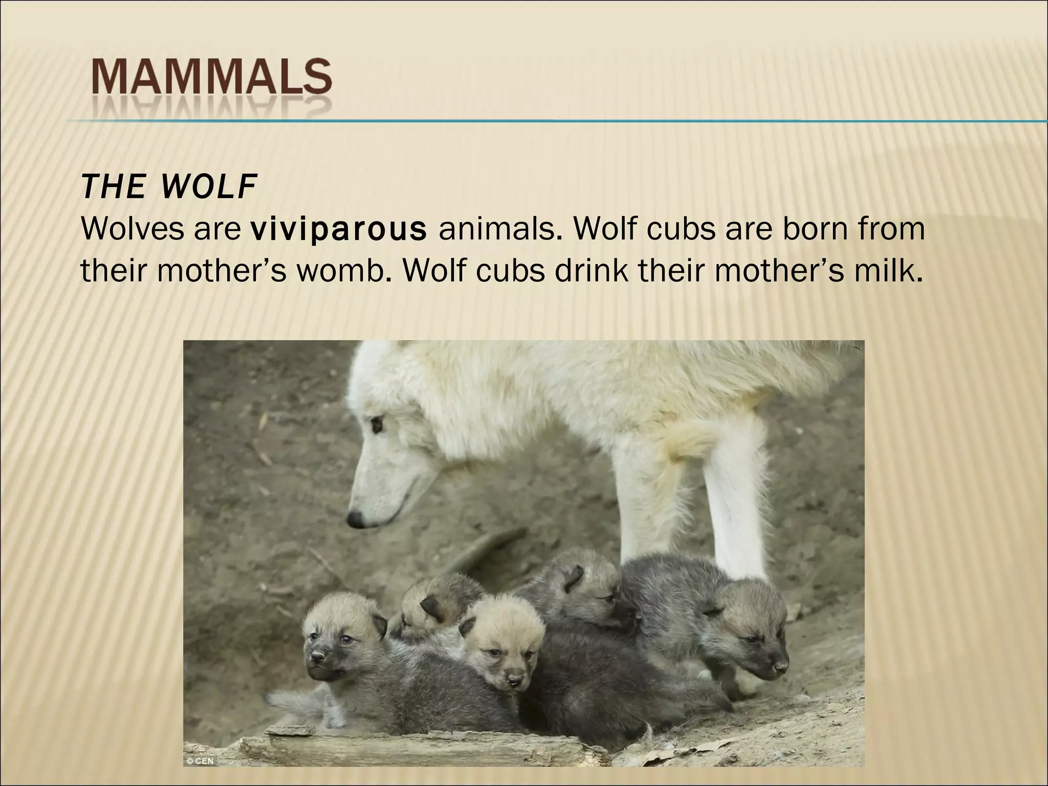THE WOLF
Wolves are viviparous animals. Wolf cubs are born from
their mother’s womb. Wolf cubs drink their mother’s milk.
 