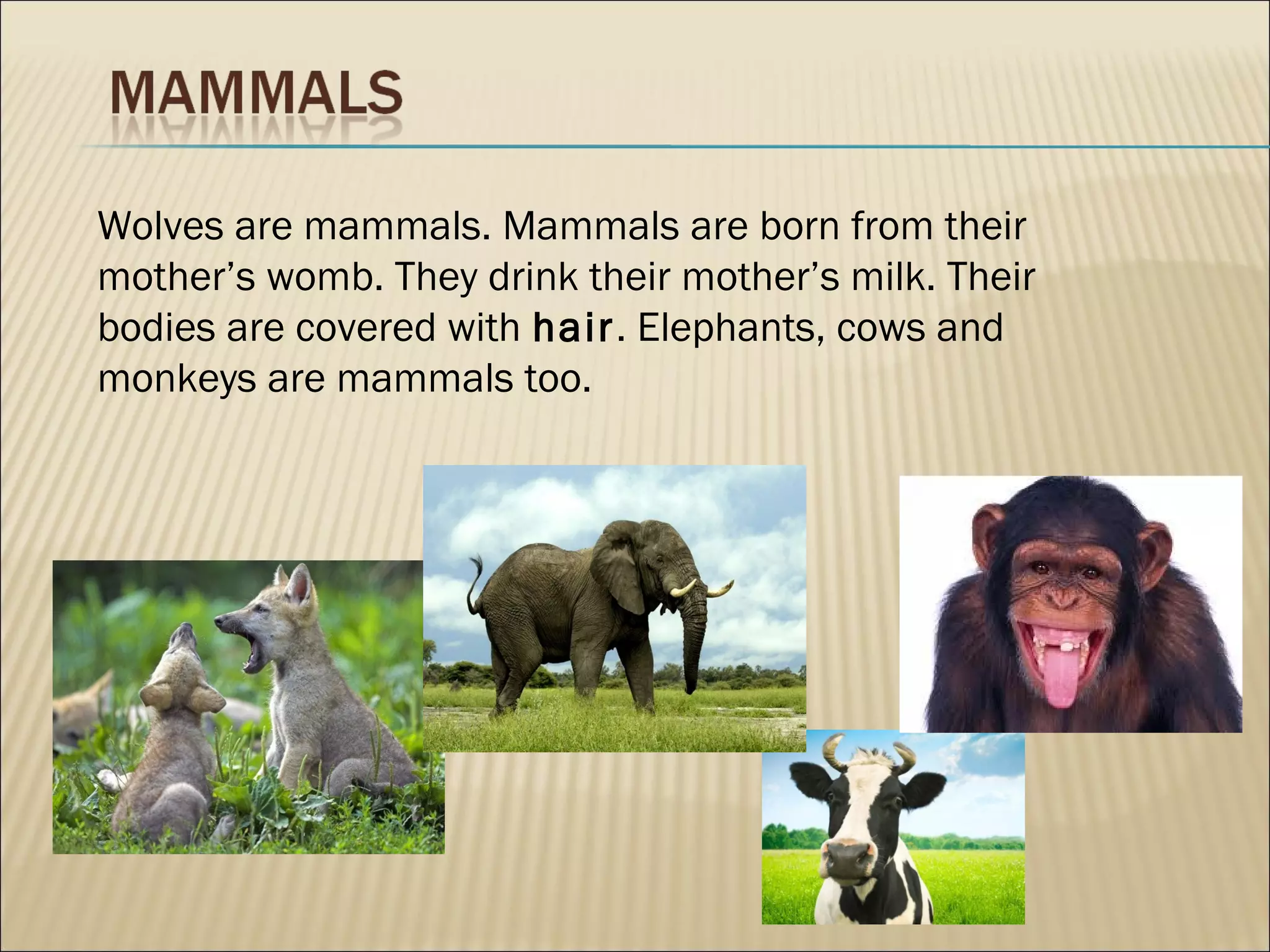 Wolves are mammals. Mammals are born from their
mother’s womb. They drink their mother’s milk. Their
bodies are covered with hair. Elephants, cows and
monkeys are mammals too.
 