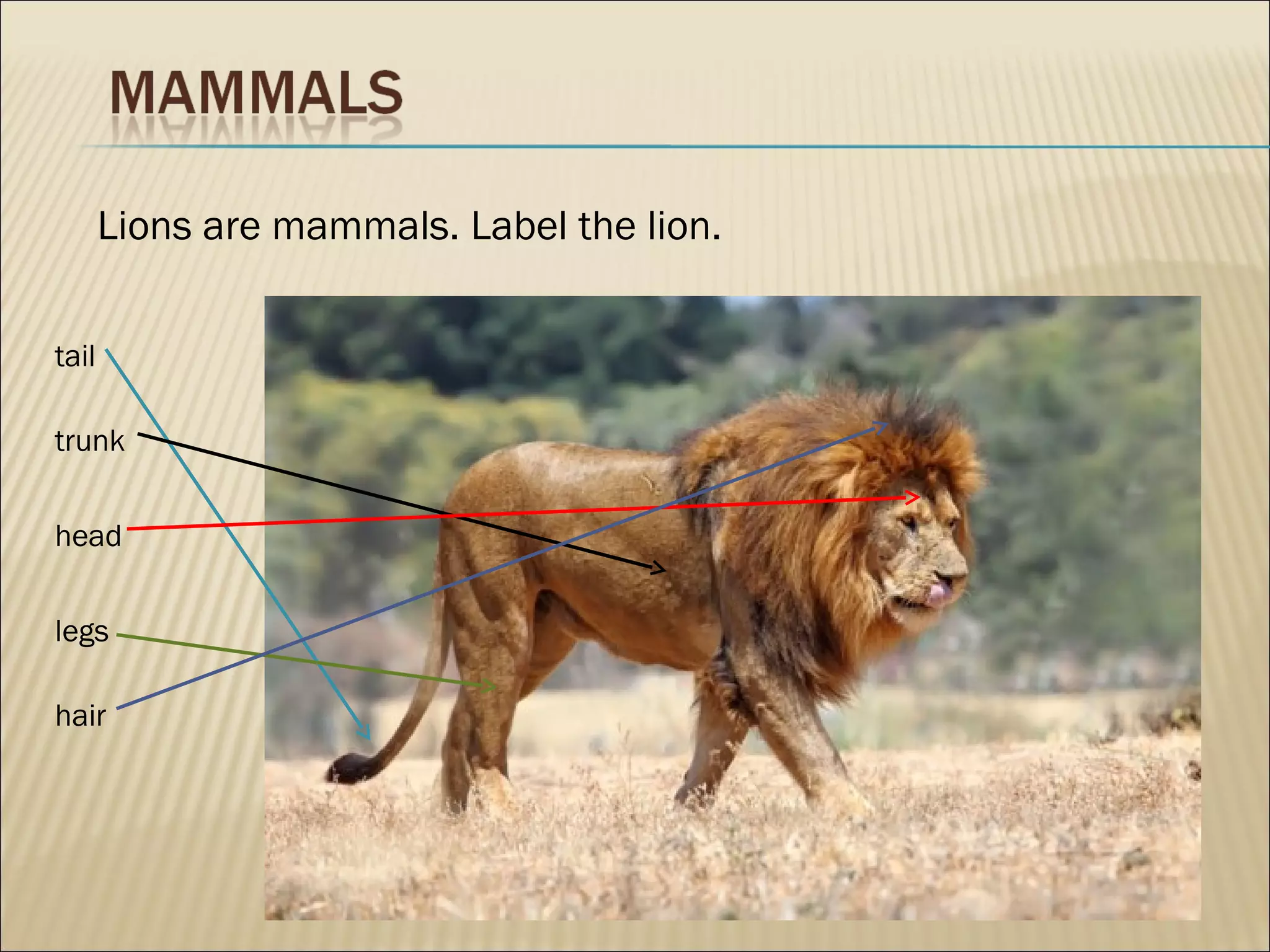 Lions are mammals. Label the lion.


tail

trunk


head


legs

hair
 