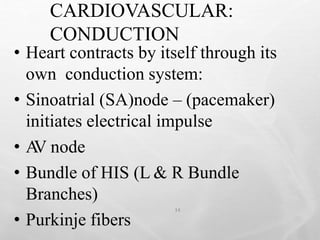 CARDIOVASCULAR:
CONDUCTION
14
• Heart contracts by itself through its
own conduction system:
• Sinoatrial (SA)node – (pacemaker)
initiates electrical impulse
• A
V node
• Bundle of HIS (L & R Bundle
Branches)
• Purkinje fibers
 