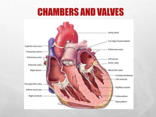 CHAMBERS ANDVALVES
8
 