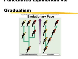 Unit 8 evolution for moodle | PPT