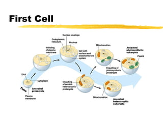 Unit 8 evolution for moodle | PPT