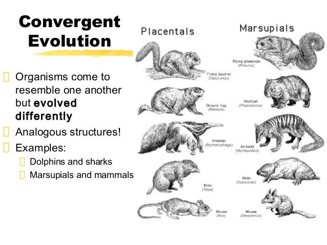 Is Natural Selection Divergent Evolution Is Natural Selection Divergent Evolution