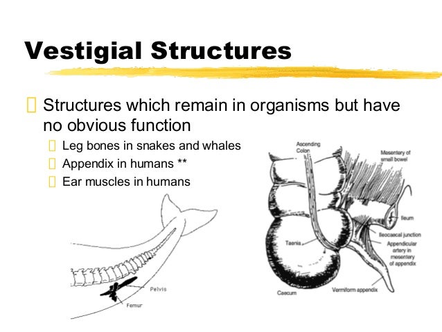download free vestigial structures download free vestigial structures