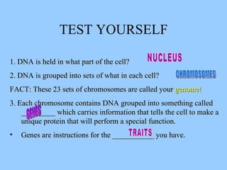 Unit 8 genetics powerpoint (revised 2006) | PPT