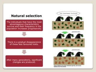 Natural selection
The individuals that have the most
advantageous characteristics
survive and their frequency in the
population increases progressively.
There is a gradual disappearance
of these less favoured traits.
After many generations, significant
changes are produced.
 