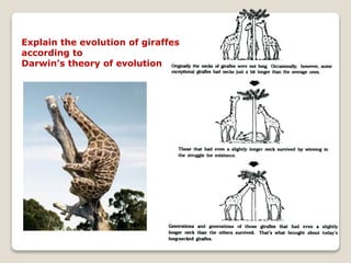 Explain the evolution of giraffes
according to
Darwin’s theory of evolution
 