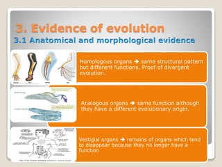 3. Evidence of evolution
Homologous organs  same structural pattern
but different functions. Proof of divergent
evolution.
Analogous organs  same function although
they have a different evolutionary origin.
Vestigial organs  remains of organs which tend
to disappear because they no longer have a
function
 