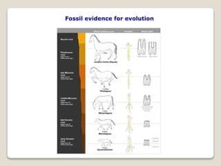 Fossil evidence for evolution
 