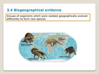 Groups of organisms which were isolated geographically evolved
differently to form new species.
 
