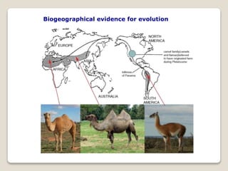 Biogeographical evidence for evolution
 