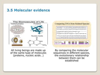 All living beings are made up
of the same type of molecules
(proteins, nucleic acids…)
By comparing the molecular
sequences in different species,
the evolutionary relationship
between them can be
established
 