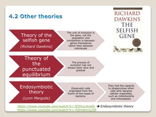 Theory of the
selfish gene
(Richard Dawkins)
The unit of evolution is
the gene, not the
population and
competition is between
genes themselves
rather than between
individuals
Theory of
the
punctuated
equilibrium
The process of
evolution has not
always been slow and
gradual
Endosymbiotic
theory
(Lynn Margulis)
Eukaryotic cells
originated from the
fusion of two types of
bacteria.
They had the capacity
to phagocytose other
cells whic became
cellular organelles,
such as mitochondria
and chloroplasts.
https://www.youtube.com/watch?v=3ESXvLHceDc  Endosymbiotic theory
https://www.youtube.com/watch?v=-FQmAnmLZtE
 