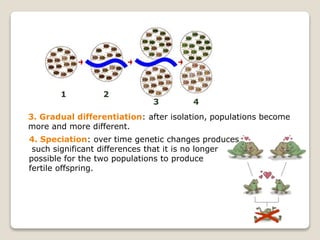 3. Gradual differentiation: after isolation, populations become
more and more different.
2
3 4
1
4. Speciation: over time genetic changes produces
such significant differences that it is no longer
possible for the two populations to produce
fertile offspring.
 