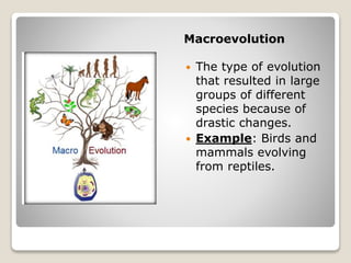 Macroevolution
 The type of evolution
that resulted in large
groups of different
species because of
drastic changes.
 Example: Birds and
mammals evolving
from reptiles.
 