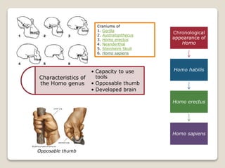 Craniums of
1. Gorilla
2. Australopithecus
3. Homo erectus
4. Neanderthal
5. Steinheim Skull
6. Homo sapiens
Characteristics of
the Homo genus
• Capacity to use
tools
• Opposable thumb
• Developed brain
Opposable thumb
Chronological
appearance of
Homo
Homo habilis
Homo erectus
Homo sapiens
 