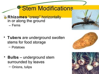 Stem Modifications Rhizomes  “creep” horizontally in or along the ground Ferns Tubers  are underground swollen stems for food storage Potatoes Bulbs  – underground stem surrounded by leaves Onions, tulips 