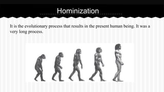 Homo erectus
 