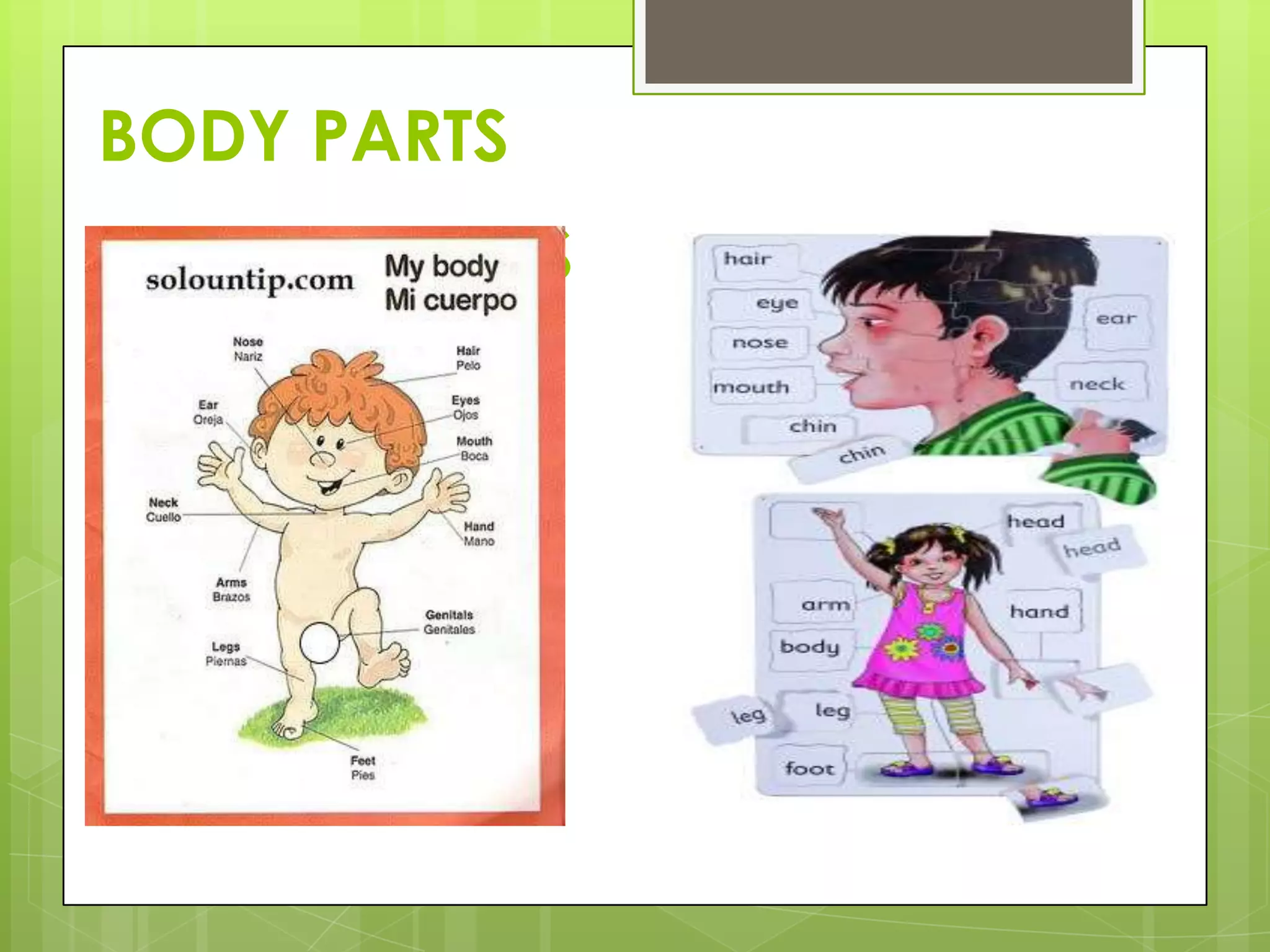 BODY PARTS
 BODY PARTS
 