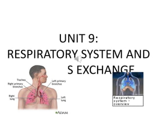 UNIT 9:
RESPIRATORY SYSTEM AND
  GASEOUS EXCHANGE
 