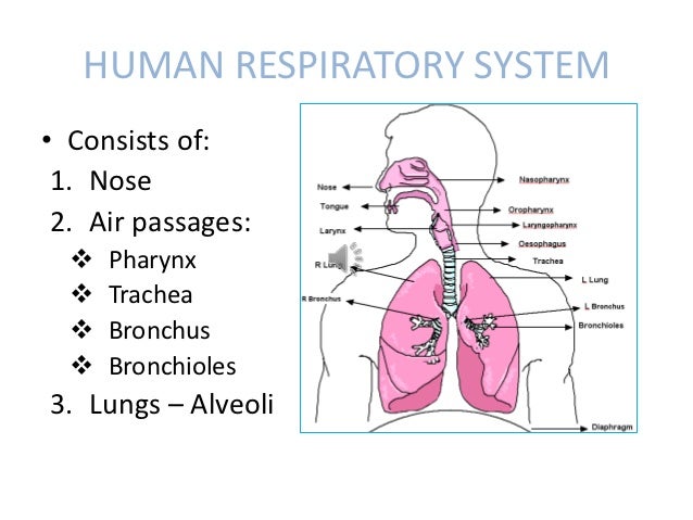 Respiratory system and gaseous exchange