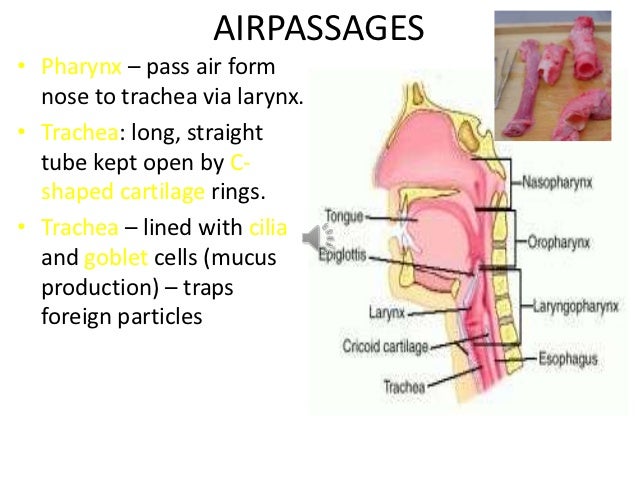 respiratory system and gaseous exchange gaseous form 3 5
