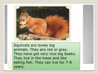 Squirrels are lovely big
animals. They are red or grey.
They have got very nice big beaks.
They live in the trees and like
eating fish. They can live for 7-8
years.
 