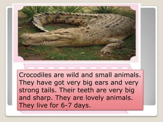 Crocodiles are wild and small animals.
They have got very big ears and very
strong tails. Their teeth are very big
and sharp. They are lovely animals.
They live for 6-7 days.
 