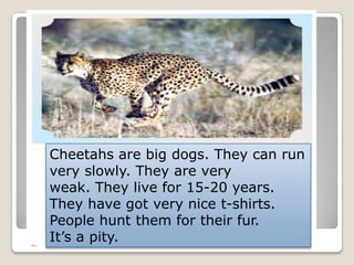 Cheetahs are big dogs. They can run
very slowly. They are very
weak. They live for 15-20 years.
They have got very nice t-shirts.
People hunt them for their fur.
It’s a pity.
 