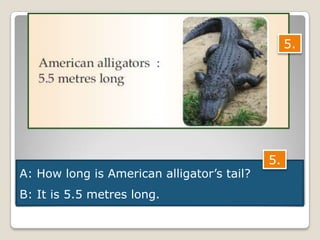 A: How long is American alligator’s tail?
B: It is 5.5 metres long.
5.
5.
 