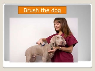 Brush the dog
 