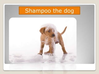 Shampoo the dog
 
