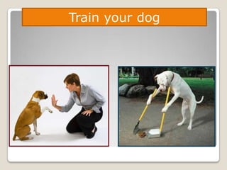 Train your dog
 